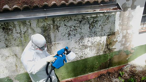 Mold Removal service in Waynesboro